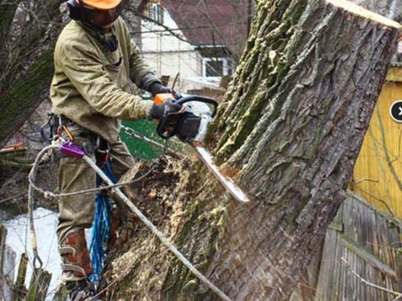 Как правильно спилить дерево: можно ли сделать это самому и куда обращаться?