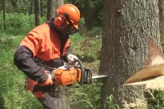 Как спилить дерево бензопилой – подготовка и пошаговый порядок действий