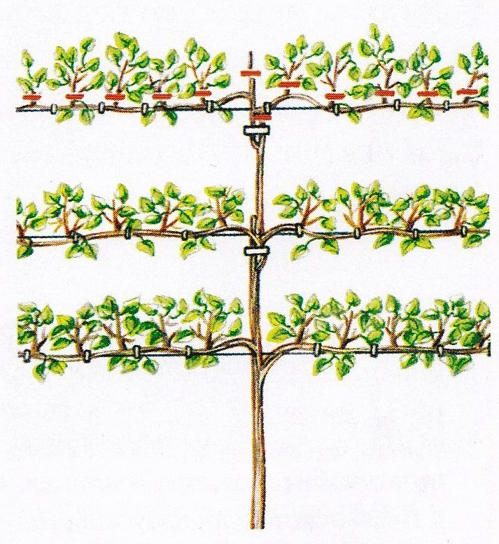 Малиновое дерево: необычный способ формирования и выращивания малины