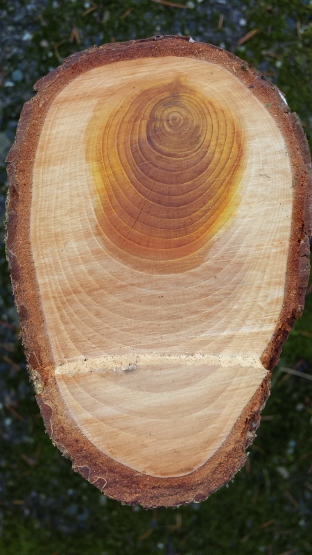 Виды пороков древесины и их влияние на качество пиломатериалов