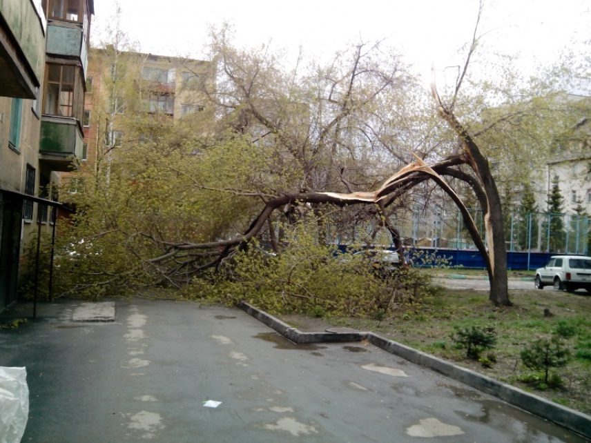 Кто должен спиливать деревья на придомовой территории. Деревья во дворе. Сухое дерево во дворе. Деревья возле многоквартирного дома. Деревья во дворе многоквартирного дома.