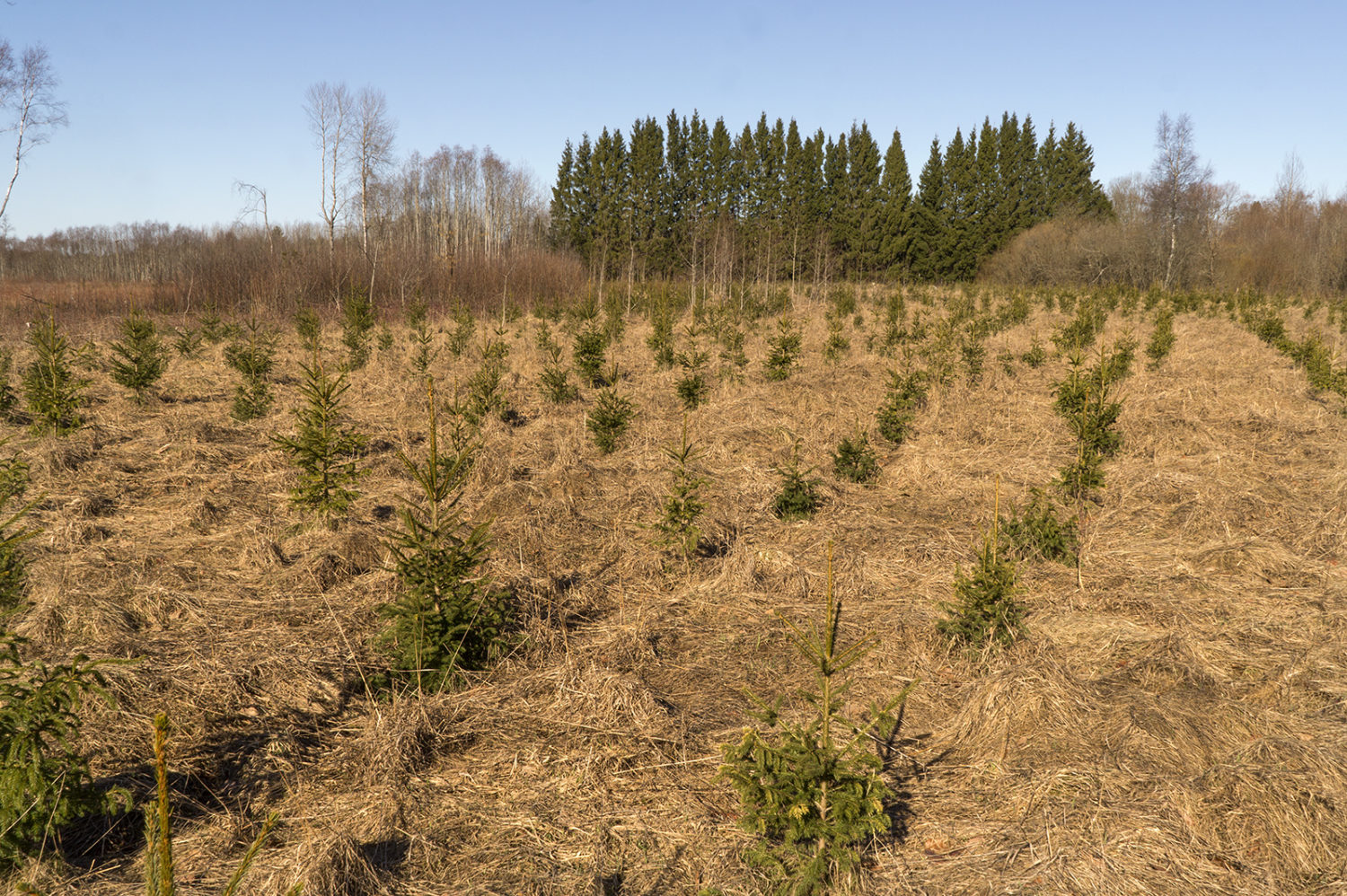Заготовка дров на землях сельхозназначения. лес на землях сельскохозяйственного назначения