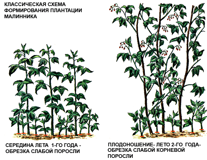 Схема обрезки ремонтантной малины весной