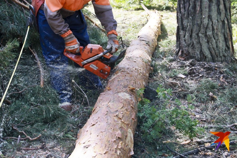 Как правильно спилить дерево: можно ли сделать это самому и куда обращаться?