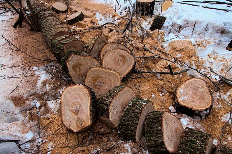 Законная вырубка деревьев на собственном участке и необходимость получения разрешения на вырубку