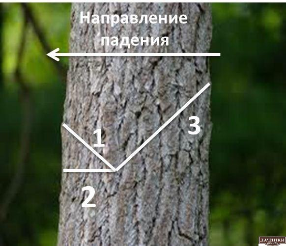 Как безопасно и правильно спилить дерево бензопилой