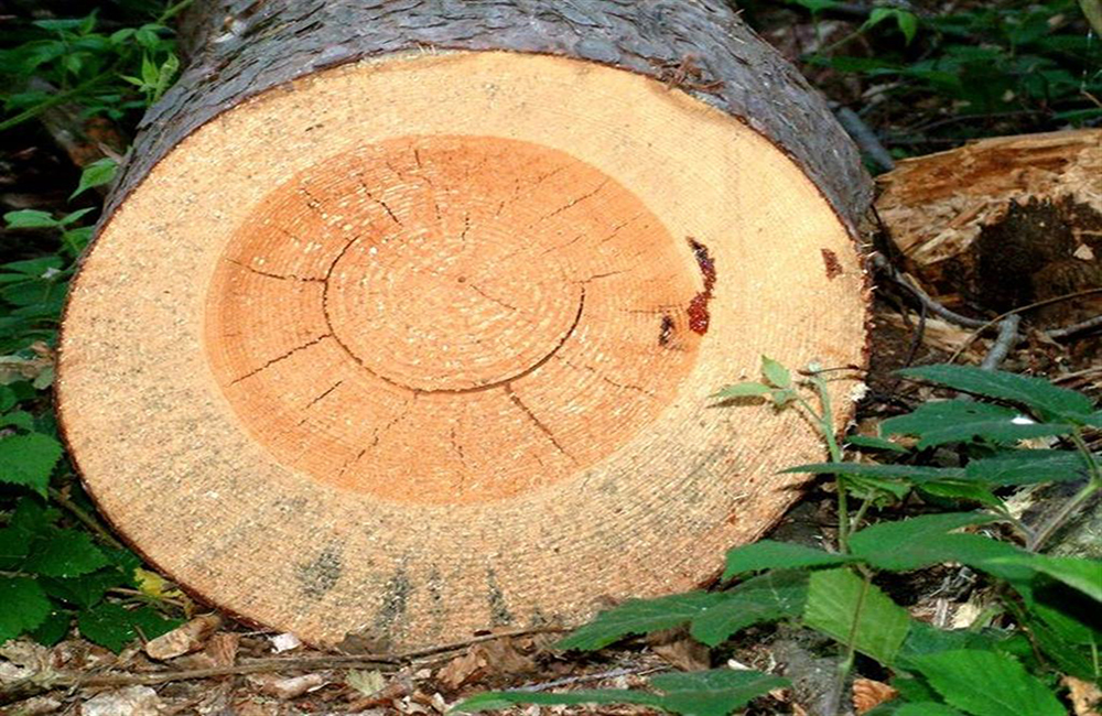 Дерева можно применять для. Пороки древесины. Овальность древесины. Овальность ствола древесины. Смещенная сердцевина древесины.