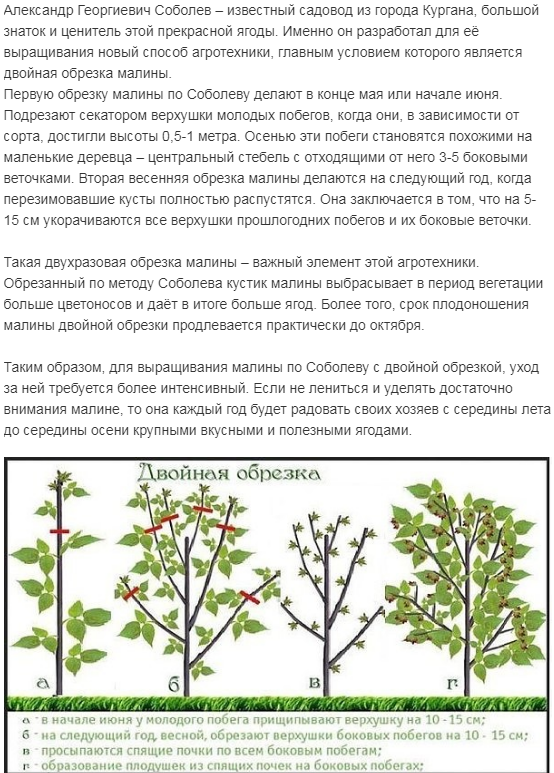 Малиновое дерево таруса: учимся сажать и выращивать