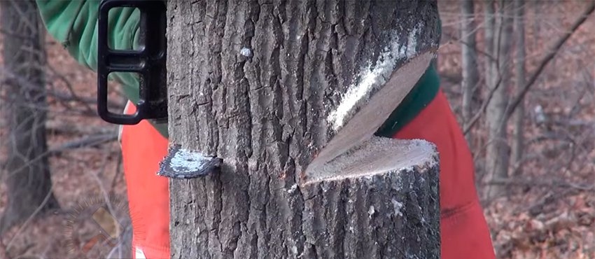 Как правильно спилить дерево бензопилой – все по шагам + видео
