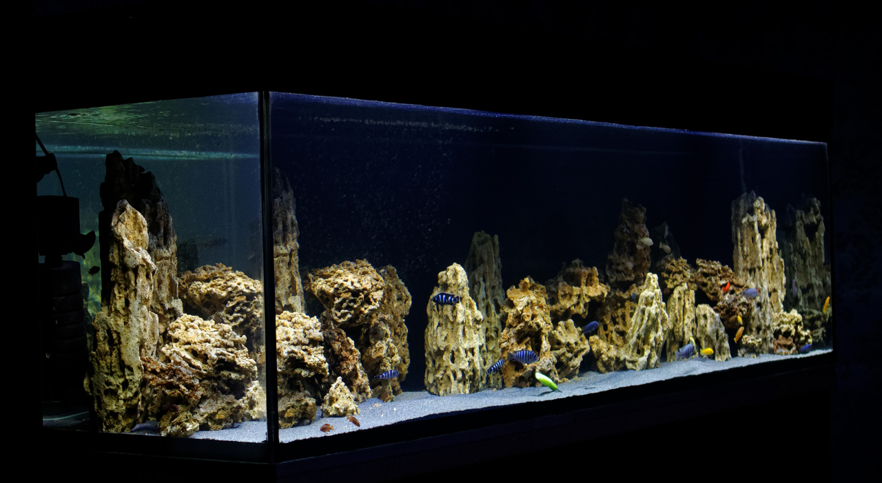 Камни для аквариума: где найти, как обработать и использовать