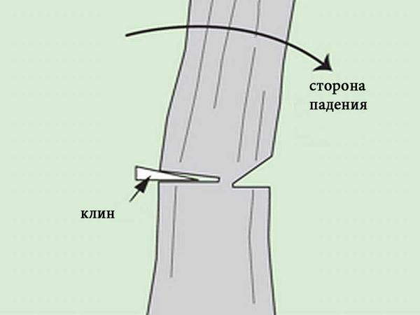 Спиливание деревьев: пошаговая инструкция