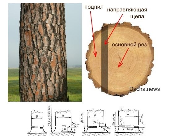 Максимальная глубина дерева. Схема спила дерева бензопилой. Правильная валка дерева. Правильная валка дерева бензопилой. Способы Валки деревьев бензопилой.