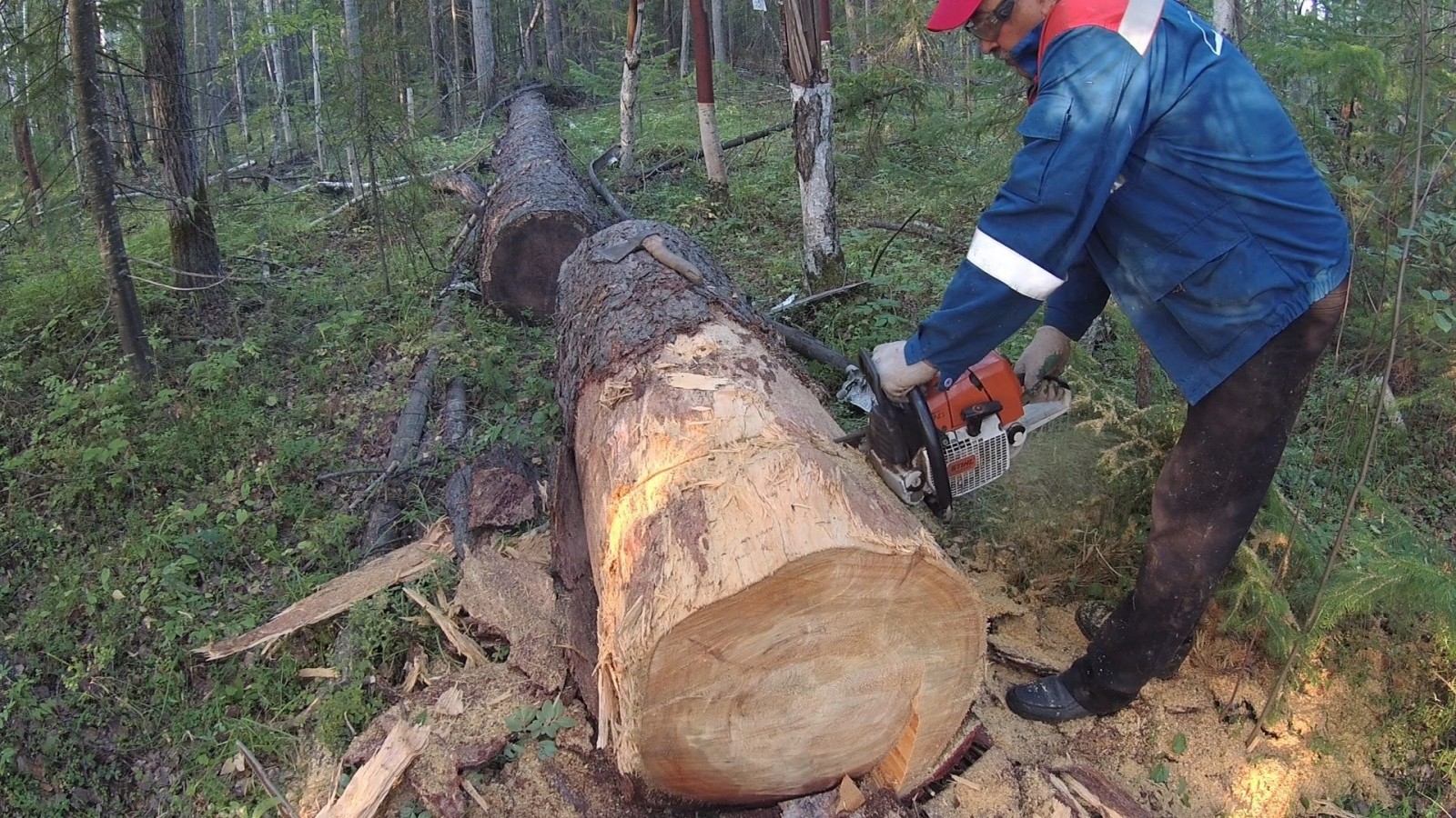 Можно ли пилить упавшие деревья в лесу без разрешения в 2021 году | тонкости права