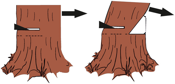 Как спилить дерево: валка леса, как правильно пилить бензопилой в нужном направлении, спиливание и опиловка возле частного дома