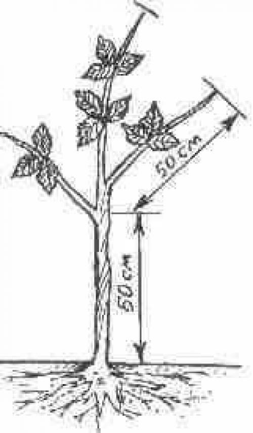 Малиновое дерево таруса: секреты успешного выращивания
