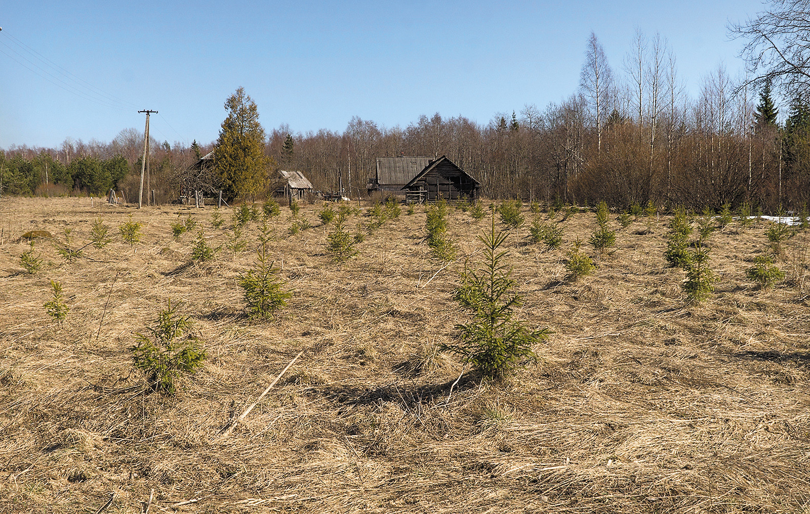 Можно ли рубить деревья на землях сельхозназначения? - про технологии и гаджеты