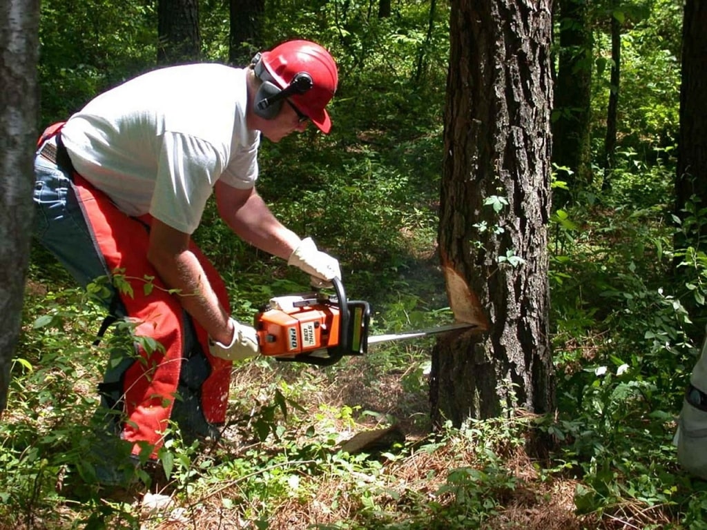 Как спилить дерево бензопилой — подготовка и порядок действий