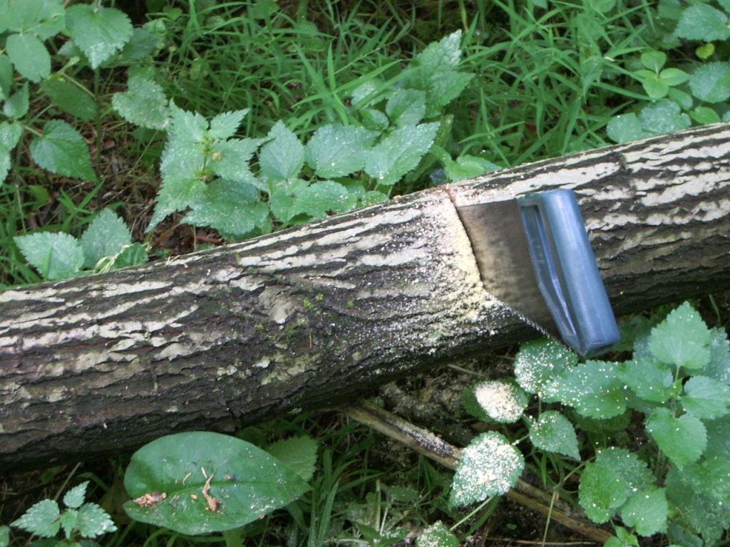 Можно ли пилить валежник в лесу на дрова 2022 | ndfl63.ru