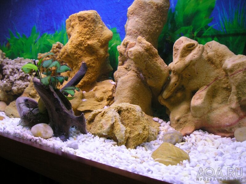 Камни для аквариума (натуральные, искусственные): какие можно использовать, как обработать, как очистить и убрать зелень